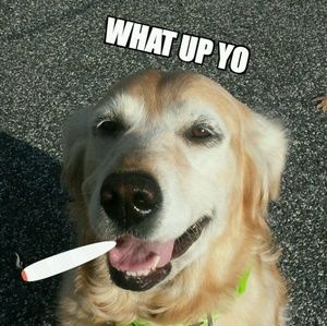 Meet your Posher, Marsha